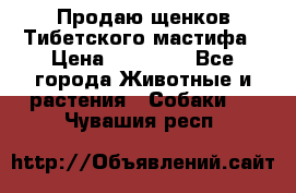 Продаю щенков Тибетского мастифа › Цена ­ 45 000 - Все города Животные и растения » Собаки   . Чувашия респ.